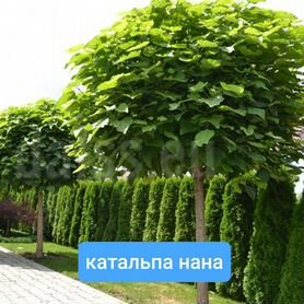 Катальпа на штамбе Нана