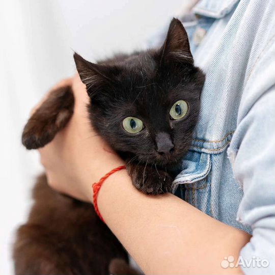 Зеленоглазый дракончик ищет семью