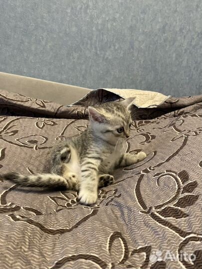 Даром Шотланский котенок