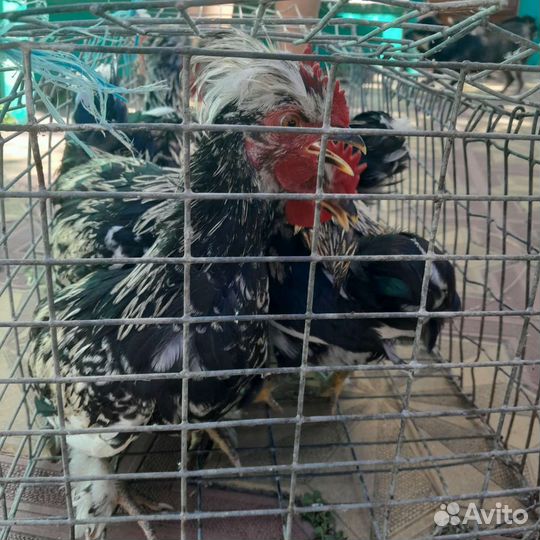 Молодые петушки