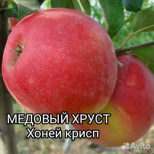 Саженцы, Розы и Плодовые кустарники