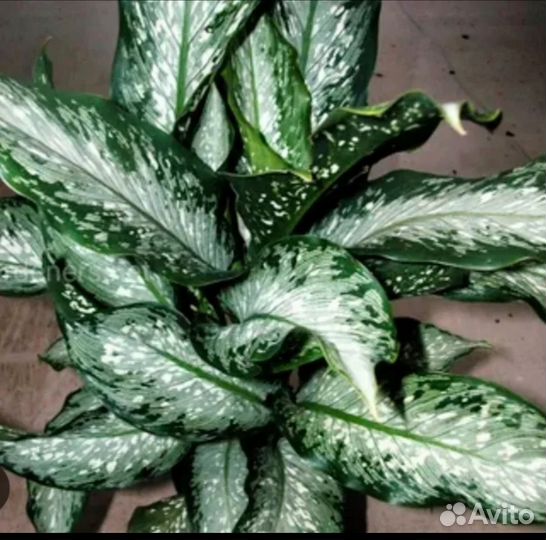 Диффенбахия Рефлектор Tiki Камилла