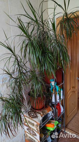 Пальма драцена