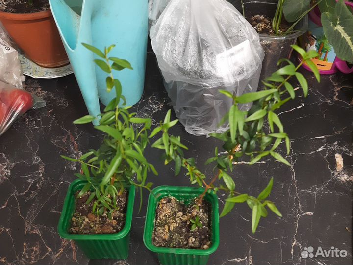 Укорененные черенки мирта