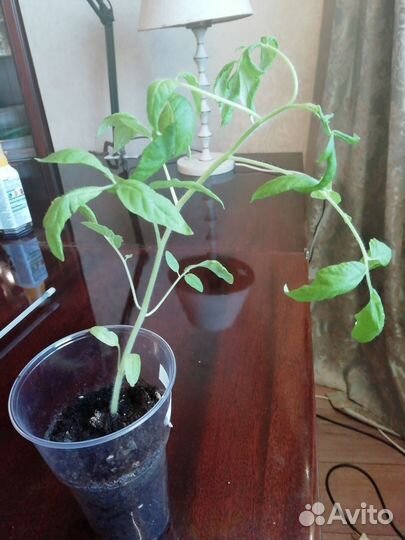 Рассада помидор и перцев