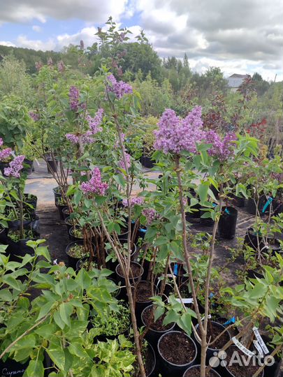 Саженцы персидской сирени