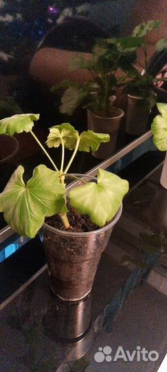 Герань пеларгония розебудная