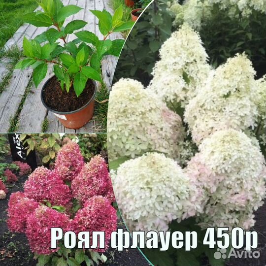 Гортензия метельчатая в ассортименте