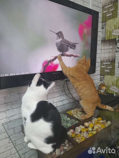 Маруся ищет дом