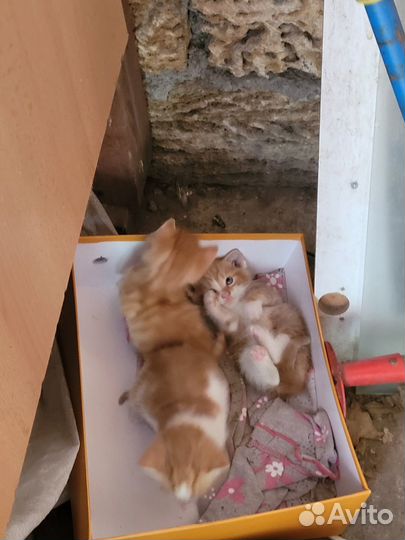 Милые котята