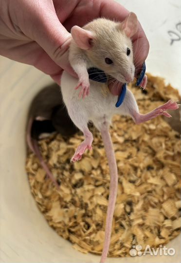 Крысята Дамбо (большой выбор)