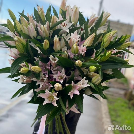 Лилия розовая 3 шт