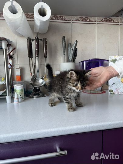 Котенок Пушок