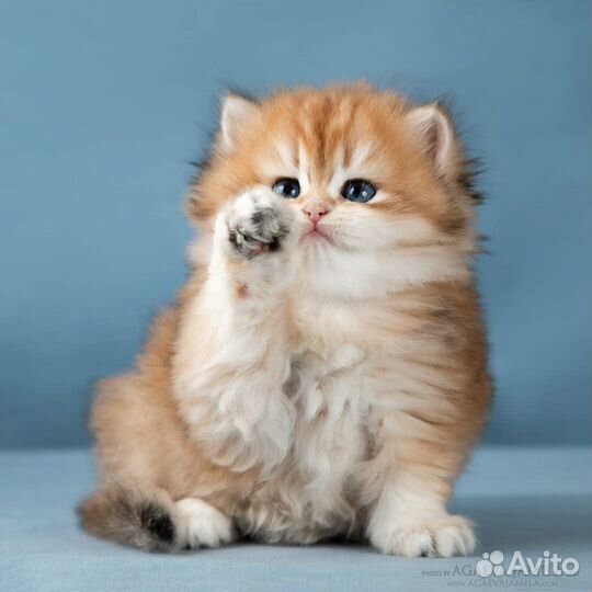 Котята золотые британские длинношерстные шиншиллы