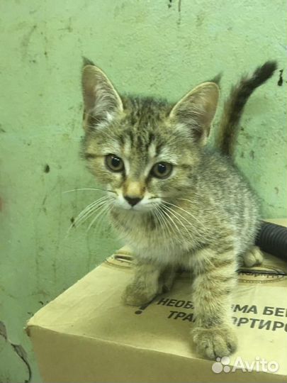 Кошки в добрые руки бесплатно