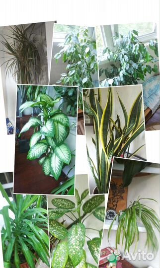 Драцена, фикус, юкка, диффенбахия, сансивеерия