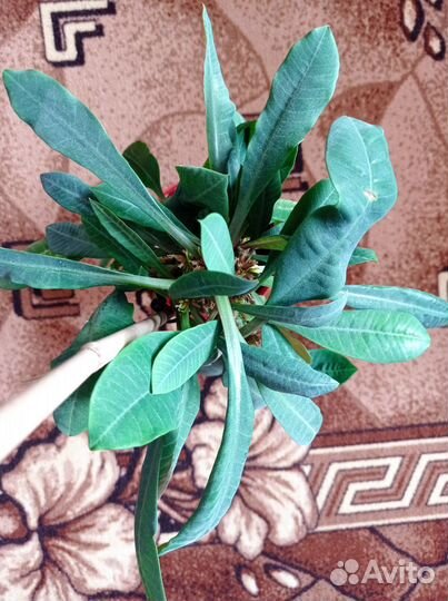 Молочай гребенчатый