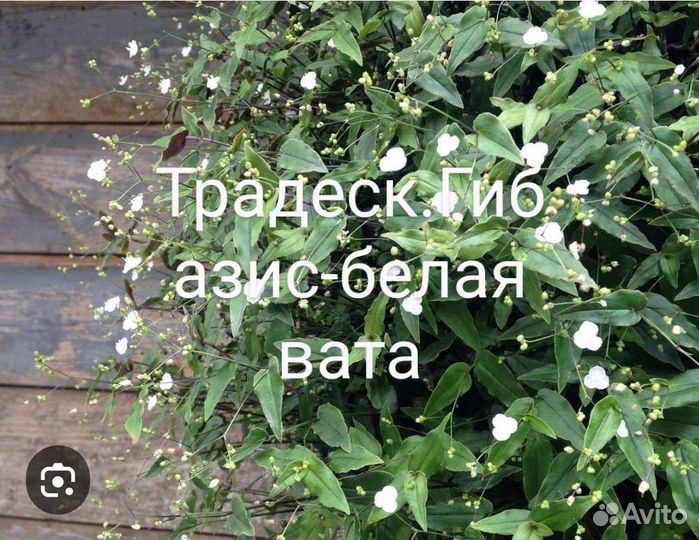 Комнатные цветы