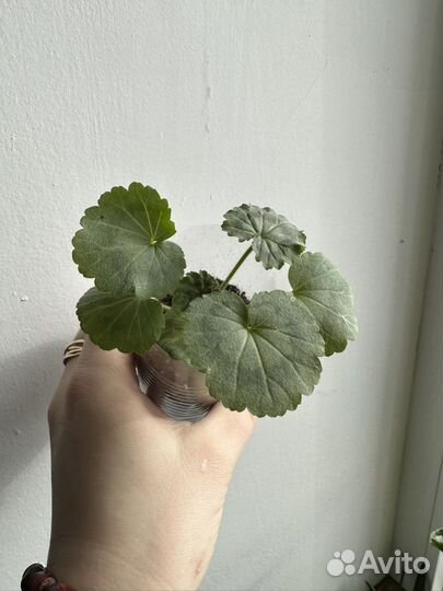 Бегония и другие цветущие