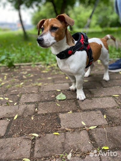 Вязка джек рассел терьер