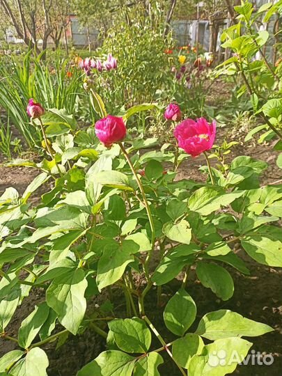 Пион ранний