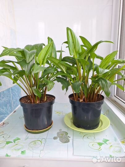 Дримиопсис