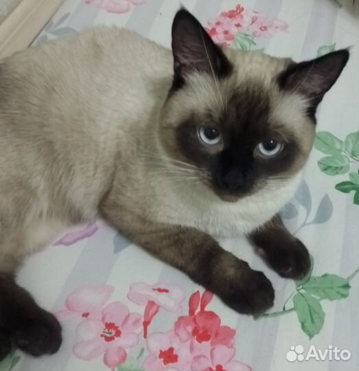 Кот вязка