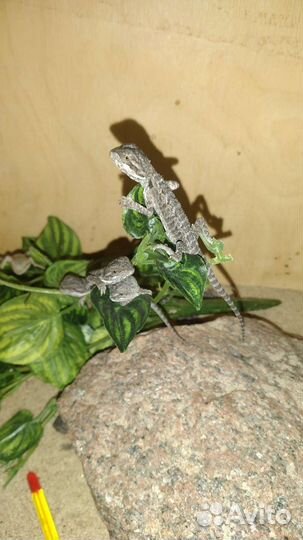 Агама бородатая