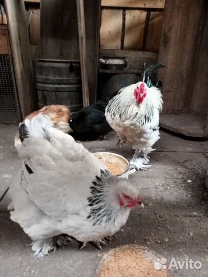 Петушок (Амеракуана лаванда )