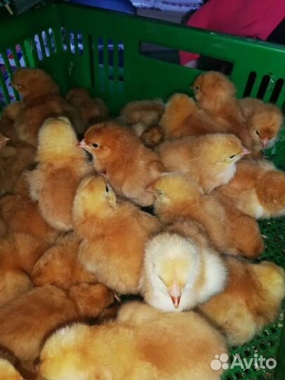 Цыплята