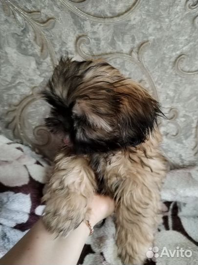 Шит цу щенки