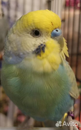 Попугай волнистый,Получех