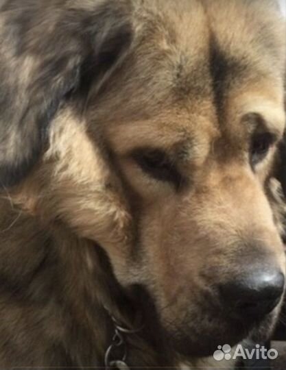 Погуляю с вашей собакой