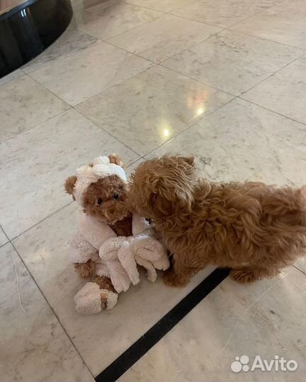 Мальтипу мини f1