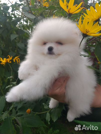 Собаки щенки шпиц