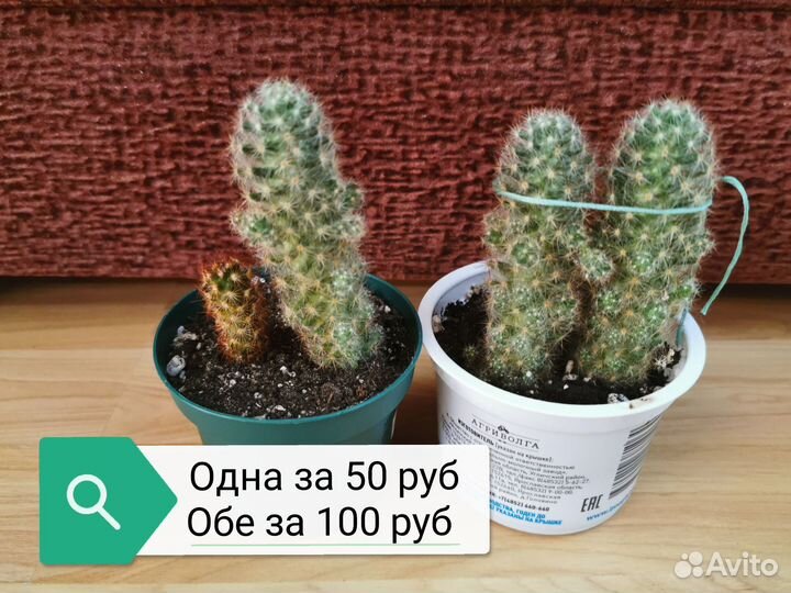 Кактусы