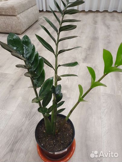 Замиокулькас черный равен