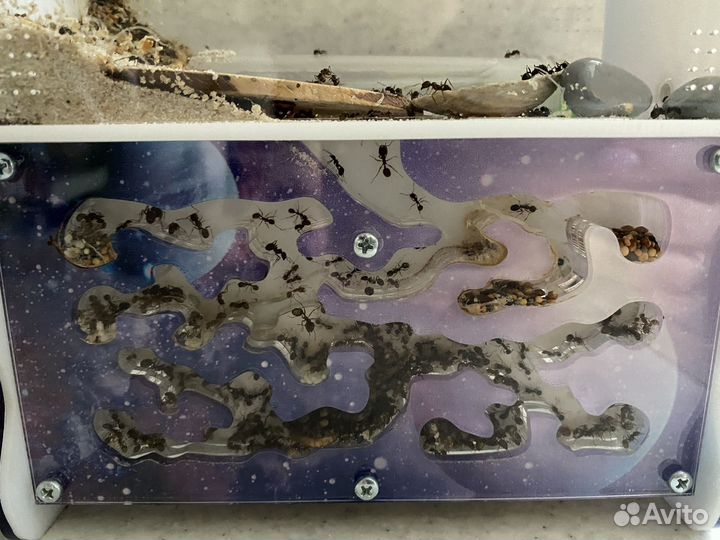 Муравьиная ферма с муравьями