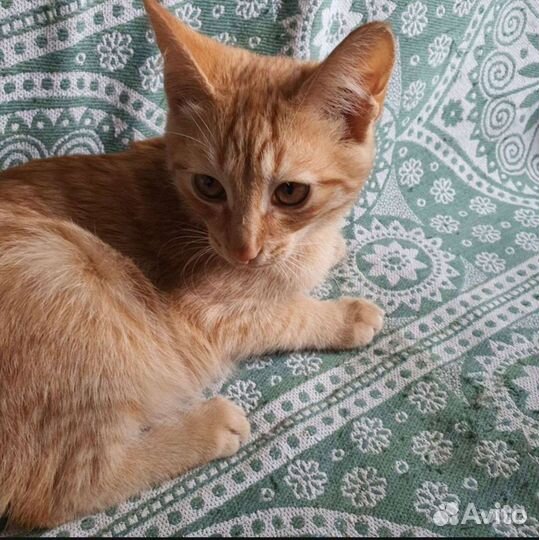 Котик в добрые руки