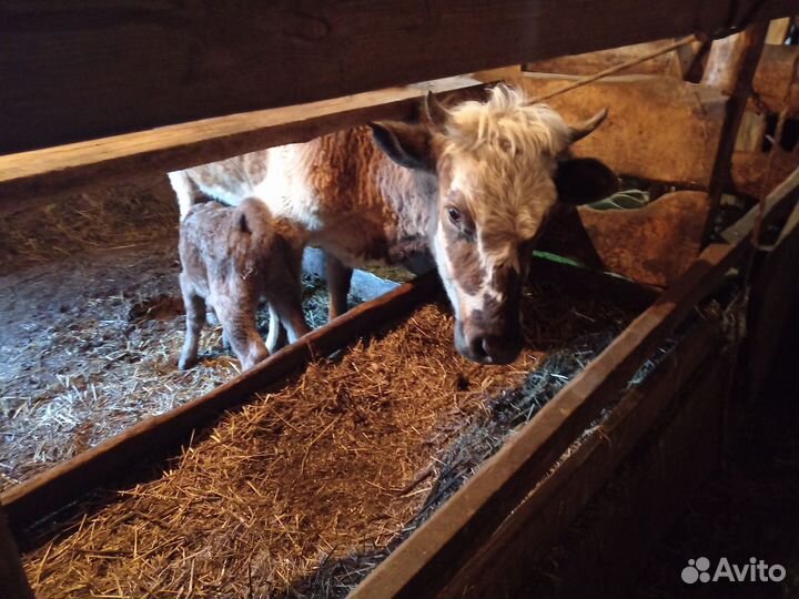 Корова подсосная с теленком