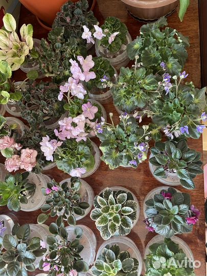 Фиалка сортовые мини