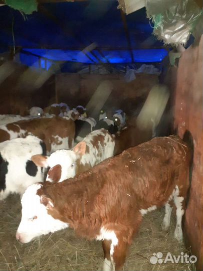 Телята бычки