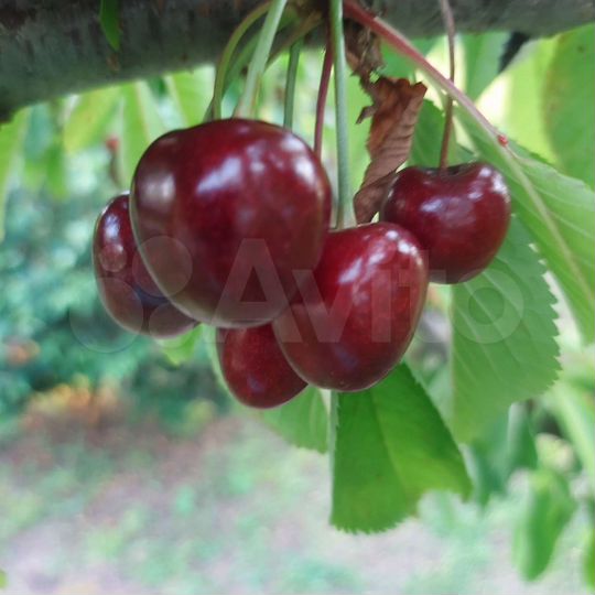 Участок 27 сот. (ИЖС)