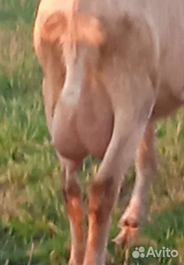 Дойные и годовалые козы