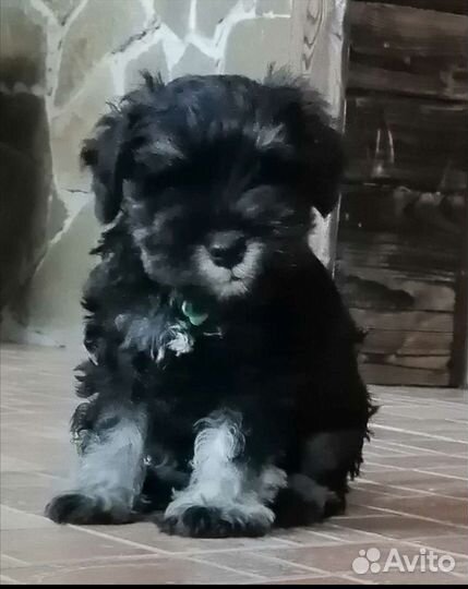 Щенок цвергшнауцера. Мальчик