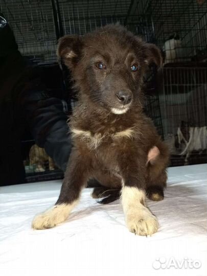 Отдадим в добрые руки щенков