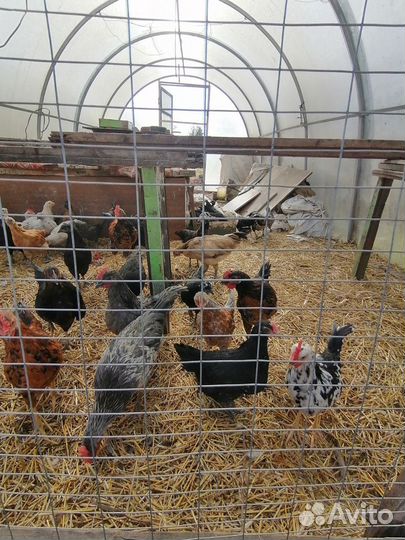 Куры молодки