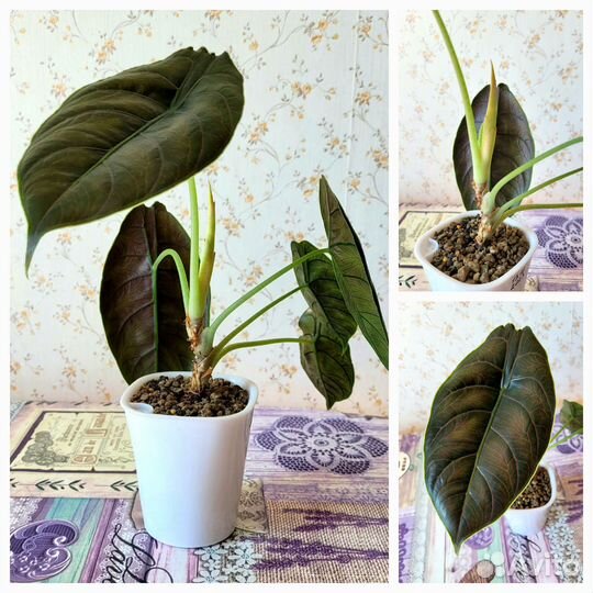 Комнатные цветы