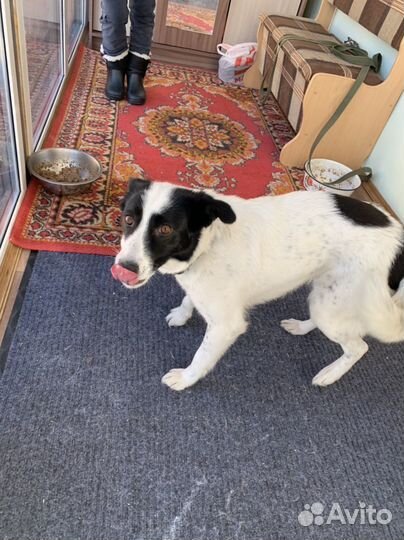 Собака Бимка в добрые руки отдам бесплатно