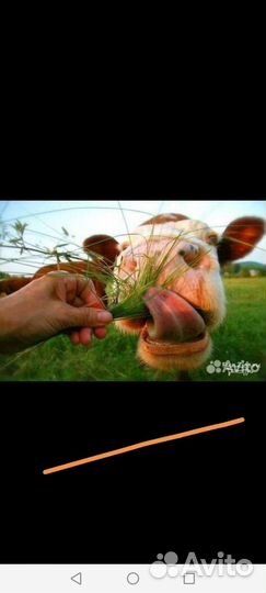 Чернозем в мешках с доставкой